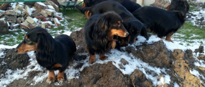 Alle Pfoten werden in den restlichen Schnee auf dem Hügel im Garten bei den Hüggelzwergen gesteckt und dann wird das Treiben auf der Baustelle beobachtet. Alle Pfoten in den restlichen Schnee auf dem Hügel im Garten bei den Hüggelzwergen