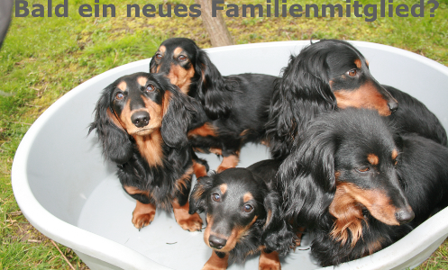 Einen Dackel kaufen? Einen Dackel kaufen?