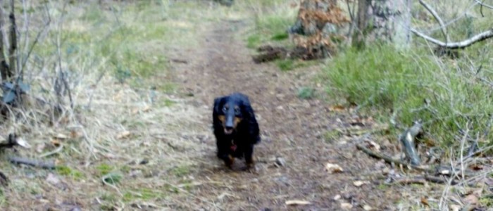 Spaziergang mit Bilbo von den Hüggelzwergen im Februar 2016 im Osnabrücker Land Spaziergang mit Bilbo von den Hüggelzwergen im Februar