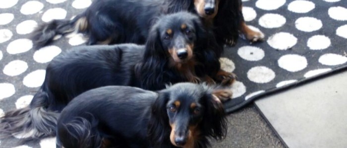 Das Rudel der Hüggelzwerge übt gemeinsam auch im Winter auf Frauchen zu hören Das Rudel der Hüggelzwerge übt gemeinsam auch im Winter auf Frauchen zu hören