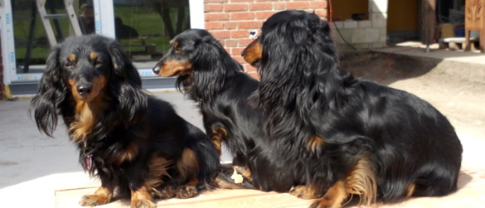 Hannah, Candi, Basti von den Hüggelzwergen April 2016 Hannah, Candi, Basti aus dem Hüggelzwerge Rudel April 2016
