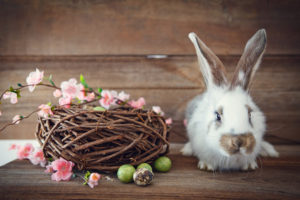 Dackel Hüggelzwerge easter bunny Fotolia Ostern 2017 Dackel Hüggelzwerge easter bunny Fotolia Ostern 2017