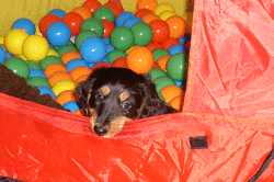 Welpen im Spielhaus mit Bällen