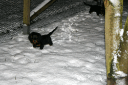 Brisko das erste Mal im Schnee Anfang Dezember 2011