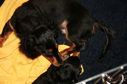 Bilbo mit Candis