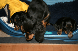 Bilbo mit Carla links und Candis rechts neugierig
