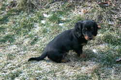 Candis im Schnee im Garten