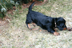 Candis spielt im Garten