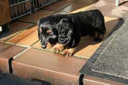 Candis erkundet die Terrasse auf dem Weg zum Welpengarten
