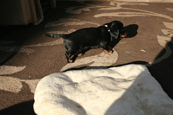 Candis in der Wintersonne Ende Januar