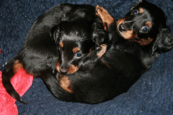 Carla und Candis haben sich zum Fressen gern