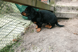 Carla im Welpengarten