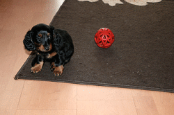 Carla macht eine Pause beim Spielen