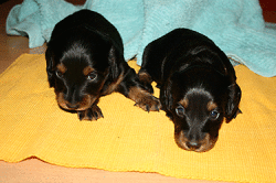 Carla und Candis mit 4 Wochen