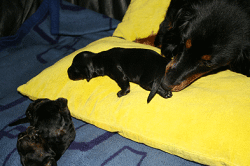 Carla und Candis mit 2 Wochen - Hannah schleckt sie sauber