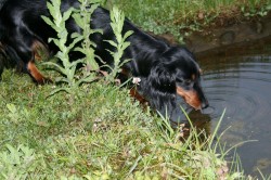 Eine Erfrischung am Teich in sommerlicher Luft  tut Mama Candis gut