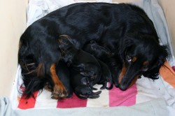 Wiff und wau - wir fünf neuen Hüggelzwerge sind heute geboren