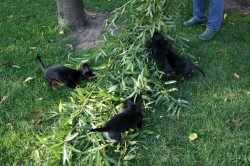 Ein aufregender Spielplatz im Garten bei den Hüggelzwergen