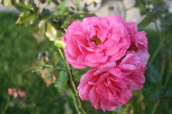 7.9.14, letzte pinke Rose im Dackelgarten