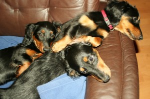 E-Wurf Dackel Welpen Elvis, Ena(rot) und Elfie kuscheln im Sessel