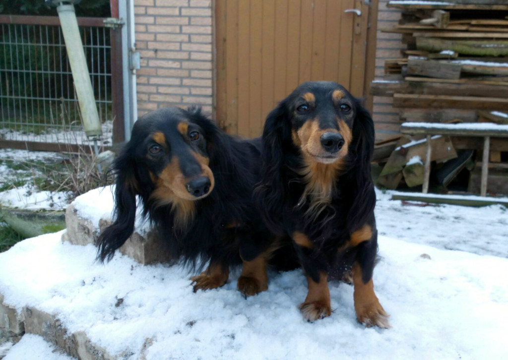 Bilbo und Heide brauchen auch im Schnee Überblick über die anderen Hunde Januar 2016