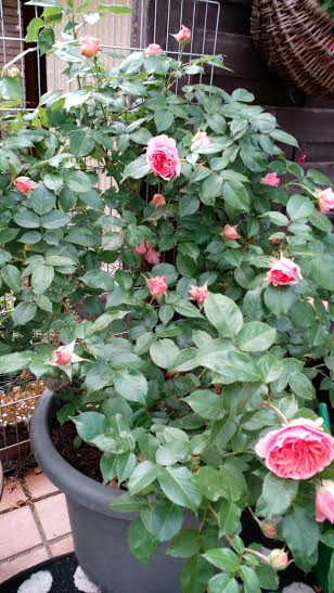 Dackel Hüggelzwerge Rudelleben Chippendale Rose Garten E-Wurf Geburtstag 2016