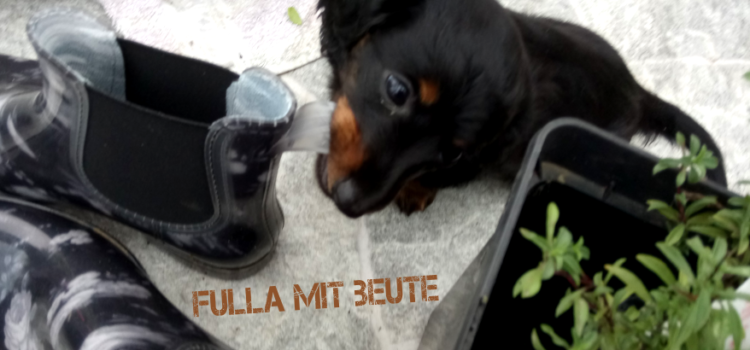 Video 4 – Fulla (Frieda) im neuen Heim